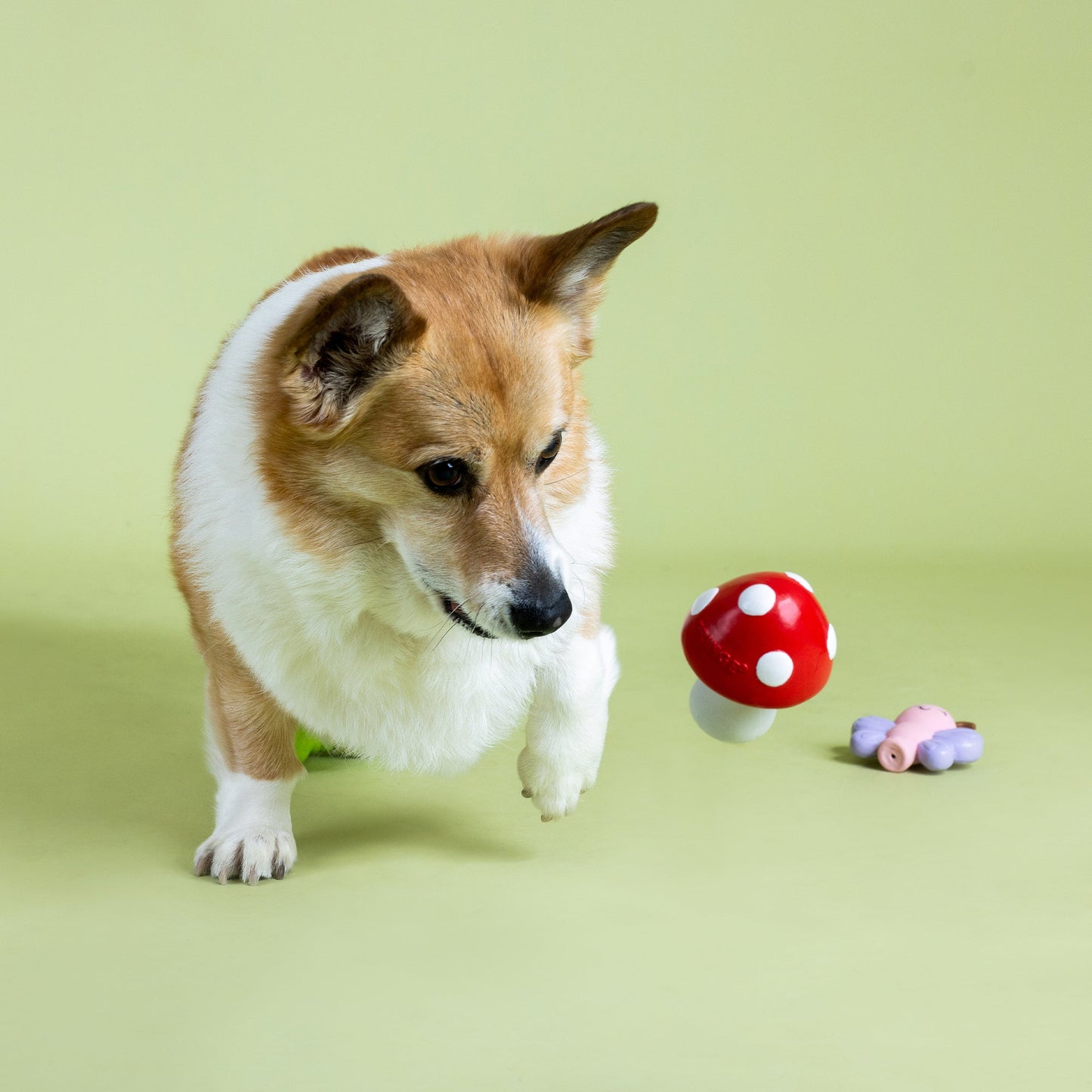 Latex Insect Dog Toy